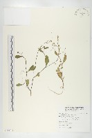 小葶藶藏品圖，第1張