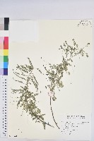 小返魂藏品圖，第1張