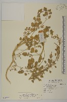 變葉藜藏品圖，第1張