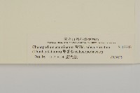 變葉藜藏品圖，第3張