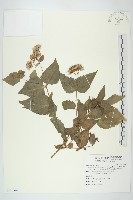 高士佛澤蘭藏品圖，第1張