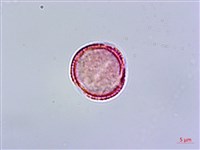 呂宋水錦樹藏品圖，第2張