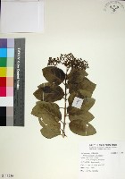 臭娘子藏品圖，第1張