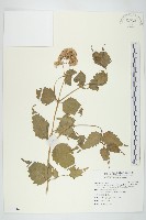 高士佛澤蘭藏品圖，第1張