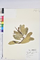 蘭嶼土沉香藏品圖，第1張