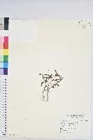 葉下珠、珠仔草藏品圖，第1張