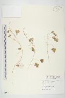 濱剪刀股藏品圖，第1張