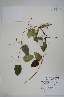 鷗蔓藏品圖，第1張