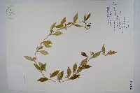 臺灣牛皮消、臺灣白薇藏品圖，第1張