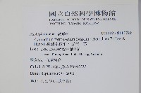 臺灣牛皮消、臺灣白薇藏品圖，第2張