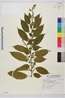 桶鉤藤藏品圖，第1張