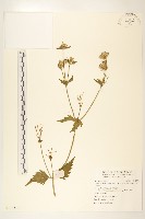 貓腥草藏品圖，第1張