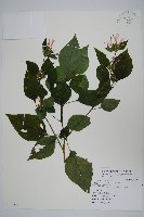 六角英, 槍刀菜藏品圖，第1張