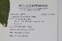 六角英, 槍刀菜藏品圖，第5張