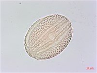 六角英, 槍刀菜藏品圖，第2張