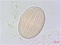 六角英, 槍刀菜藏品圖，第3張