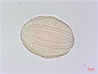 六角英, 槍刀菜藏品圖，第4張