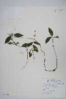 針刺草藏品圖，第1張