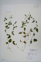 銀脈爵床藏品圖，第1張