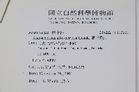 銀脈爵床藏品圖，第2張