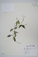 針刺草藏品圖，第1張