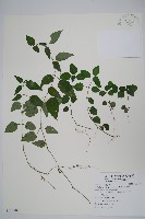 銀脈爵床藏品圖，第1張