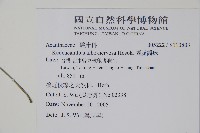 銀脈爵床藏品圖，第2張