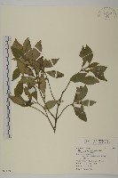 日本賽衛矛、日本假衛矛藏品圖，第1張