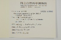 日本賽衛矛、日本假衛矛藏品圖，第2張