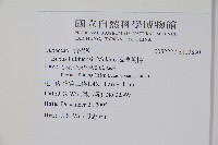 琉球黃楊藏品圖，第2張