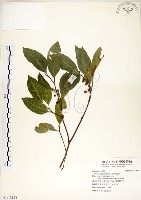 菲律賓榕藏品圖，第1張