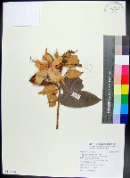 翅子樹、裡白翅子樹、臺灣翅子樹藏品圖，第1張