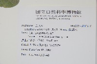 鴨腳木藏品圖，第2張