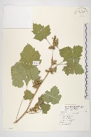 蒼耳、羊帶來藏品圖，第1張