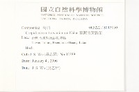 臺灣假黃鵪菜藏品圖，第2張