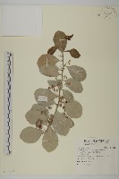 蘭嶼裸實藏品圖，第1張