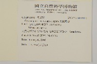 蘭嶼裸實藏品圖，第2張