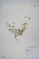 短穗假千日紅藏品圖，第1張