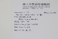 短穗假千日紅藏品圖，第2張