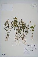 早田氏爵床藏品圖，第1張