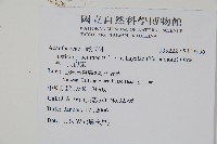 早田氏爵床藏品圖，第2張