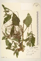 豨薟藏品圖，第2張