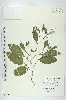 豨薟藏品圖，第4張