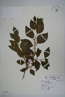 草野氏冬青藏品圖，第1張