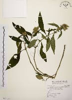 臺灣鱗球花藏品圖，第1張