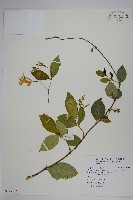 絡石藏品圖，第1張