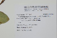 絡石藏品圖，第2張