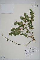 華九頭獅子草藏品圖，第1張