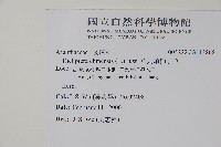 華九頭獅子草藏品圖，第2張