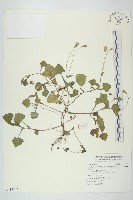 紫背草藏品圖，第1張